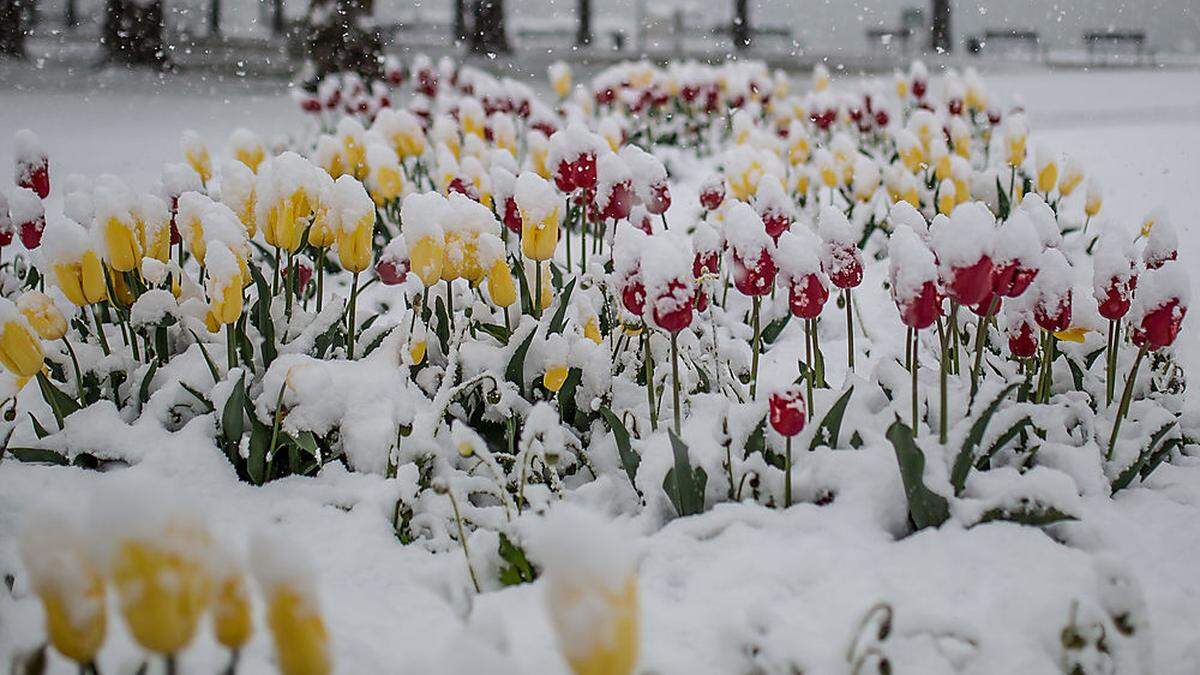 Die Frühlingsblumen werden am Dienstag mancherorts eine Schneehaube tragen