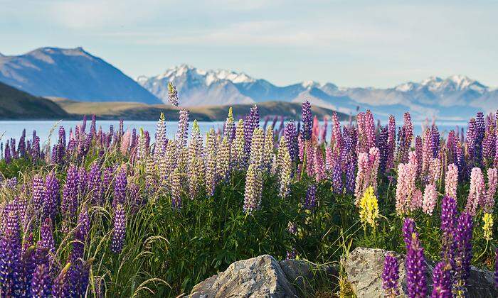 Neuseeland will sich im Sommer wieder für Reisende öffnen