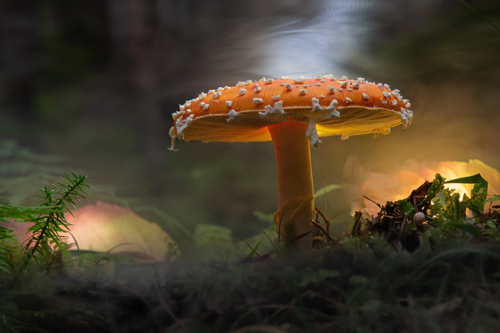 Dieses außergewöhnliche Bild stammt von Günter Bauernfeind