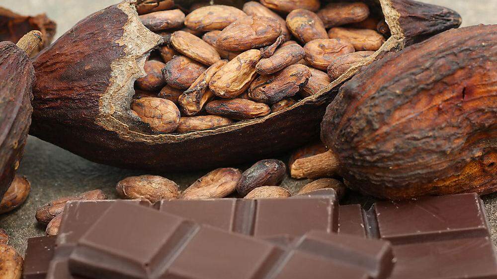 Die Kakao-Pflanze ist sehr anspruchsvoll