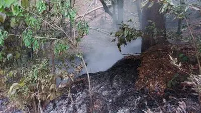 An einer Straße am Waldrand wurde der Brand entfacht