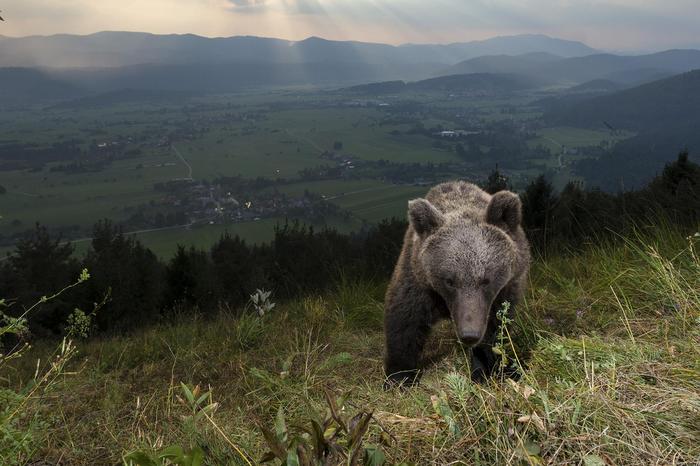 Ein Bär löst in Slowenien eine platzierte Fotofalle aus