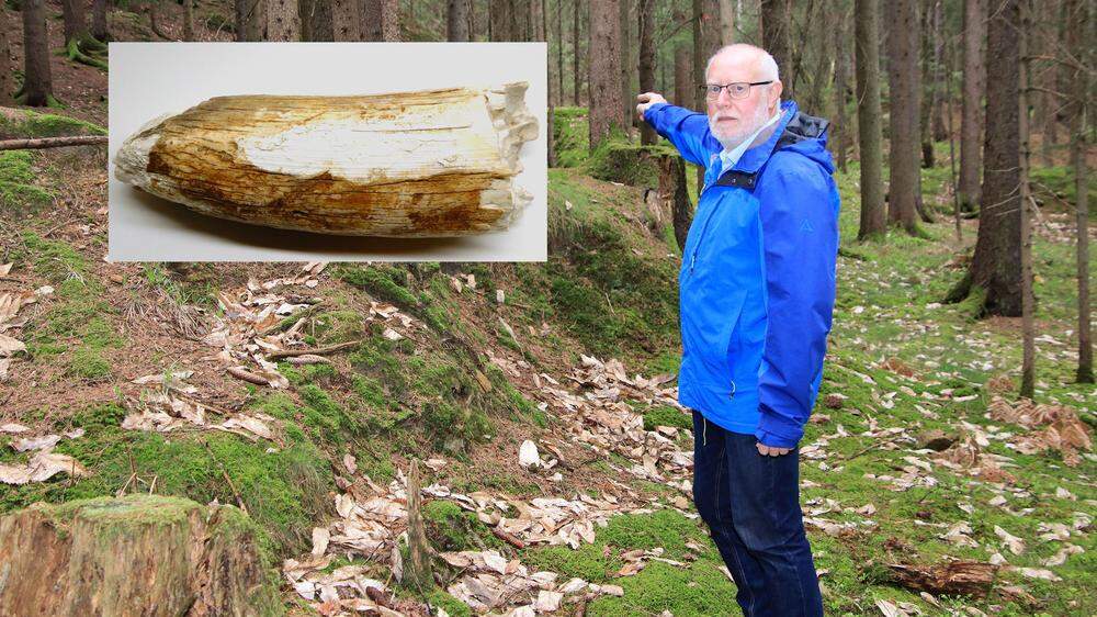Hans Eck hat vor 40 Jahren in der Nähe des Plabutsch diesen Teil eines Mammut-Stoßzahns gefunden