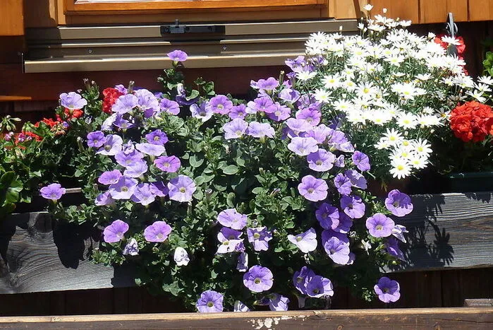 Blumen schmücken die Polinikhütte.