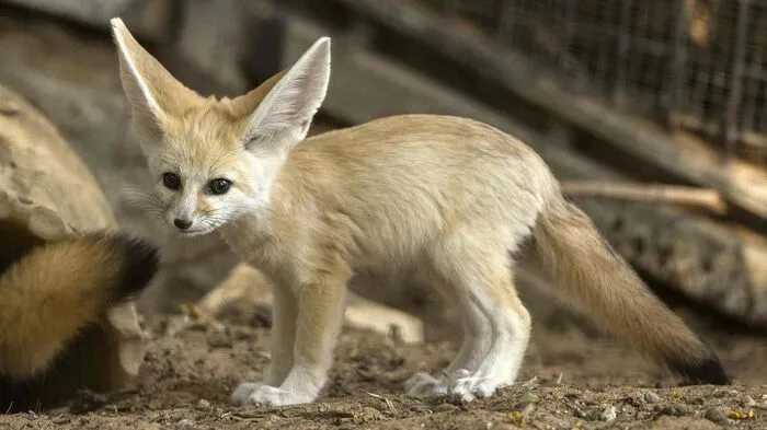 Vor sieben Wochen sorgten Fenneks im Zoo von Tel Aviv für Nachwuchs.