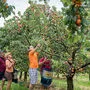 Marillenernte bei Josef Sonnleitner in Krumegg