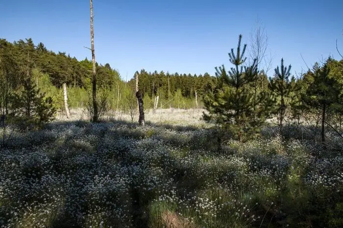 Es handelt sich um ein Hochmoor, das ausschließlich durch auftreffendes Regenwasser gespeist wird.