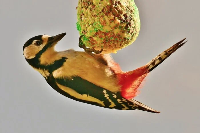 Der Buntspecht tut sich schon am Meisenknödel gütlich - man muss schließlich für den Winter gerüstet sein.