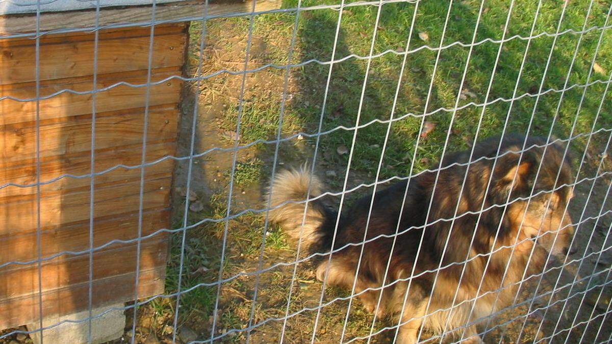 Reißnägel wurden in die Tiergehege geworfen