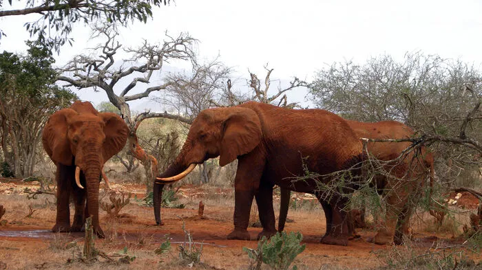 Elefanten im Nationalpark Tsavo-East.