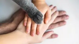 The hands of the family and the furry paw of the cat as a team. Fighting for animal rights, helping animals.