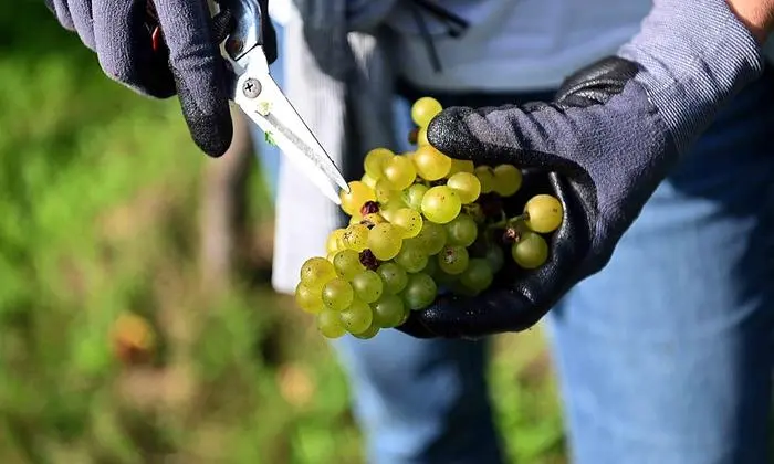Mit einer Rebschere werden die Trauben abgeschnitten