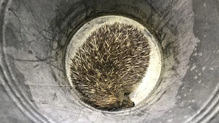 Der gerettete Igel