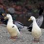 Mehrere Enten querten grade die Straße (Symbolfoto)