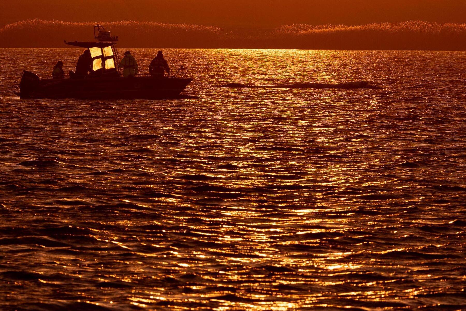 Gestrandeter Buckelwal Timmy: Tierschützer sprechen sich für Tötung aus