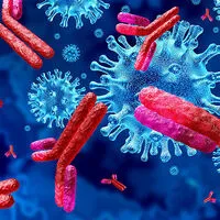 Antikörper helfen dabei, das Virus im Körper zu bekämpfen 