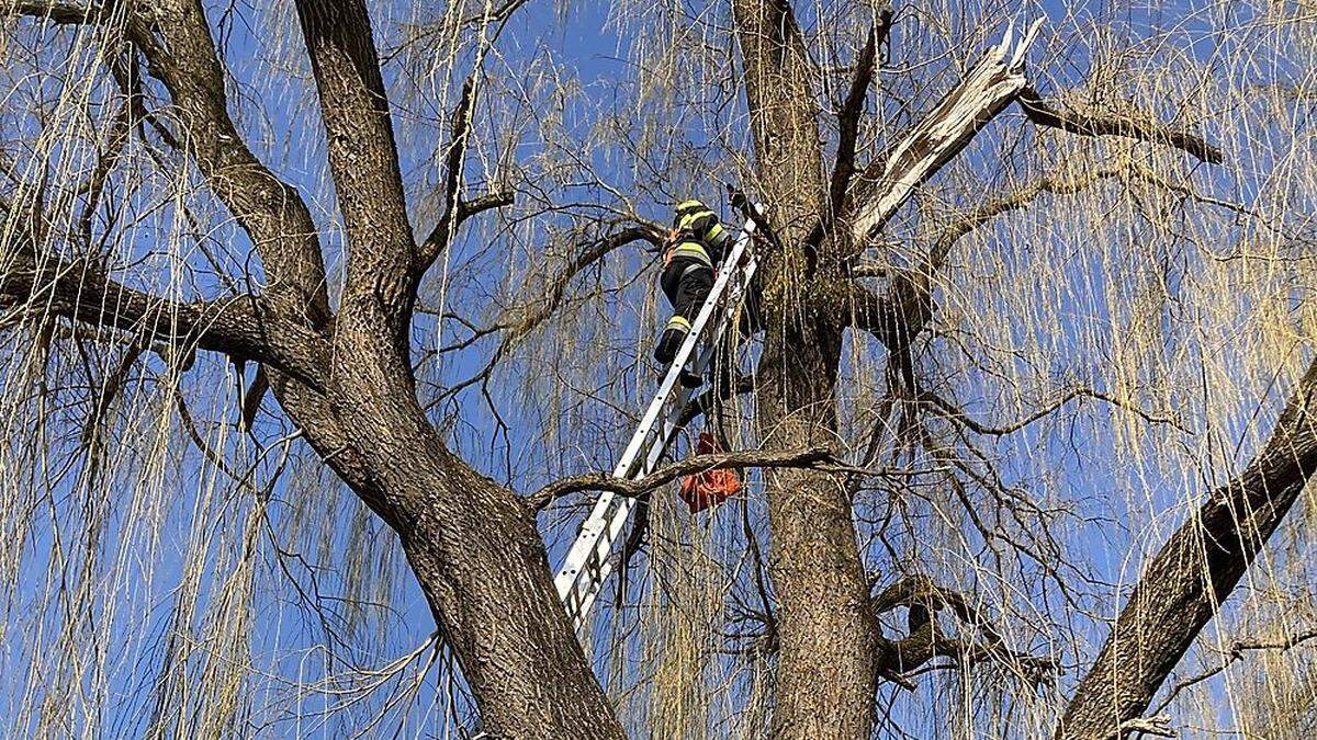 Die Feuerwehr konnte die verängstigte Katze aus acht Metern Höhe retten