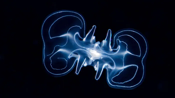 50 kleine Meerwalnüsse konnten erfolgreich aufgezogen werden. „Die Zucht von Meerwalnüssen gelang zuvor nur dem Monterey Bay Aquarium in Kalifornien. Unsere Tierpfleger haben sich mit den amerikanischen Kollegen ausgetauscht und wichtige Informationen zur Vermehrung dieser Art bekommen. Und nun hat es auch bei uns geklappt“, freut sich Tiergartendirektorin Dagmar Schratter. 