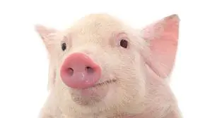 Portrait of a cute pig, on white background