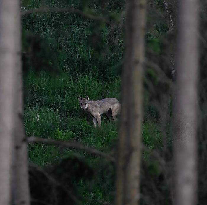 Ein Wolf, gesichtet in Niederösterreich