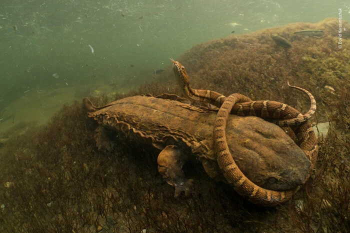 Passender Name für das unheimliche Tier, das hier kurzen Prozess mit der Wasserschlange macht: Schlammteufel. Der Riesensalamander lebt in Fließgewässern der USA und kann einen Dreiviertelmeter lang werden. David Herasimtschuk schoss das Gewinnerfoto in der Kategorie "Amphibien und Reptilien".