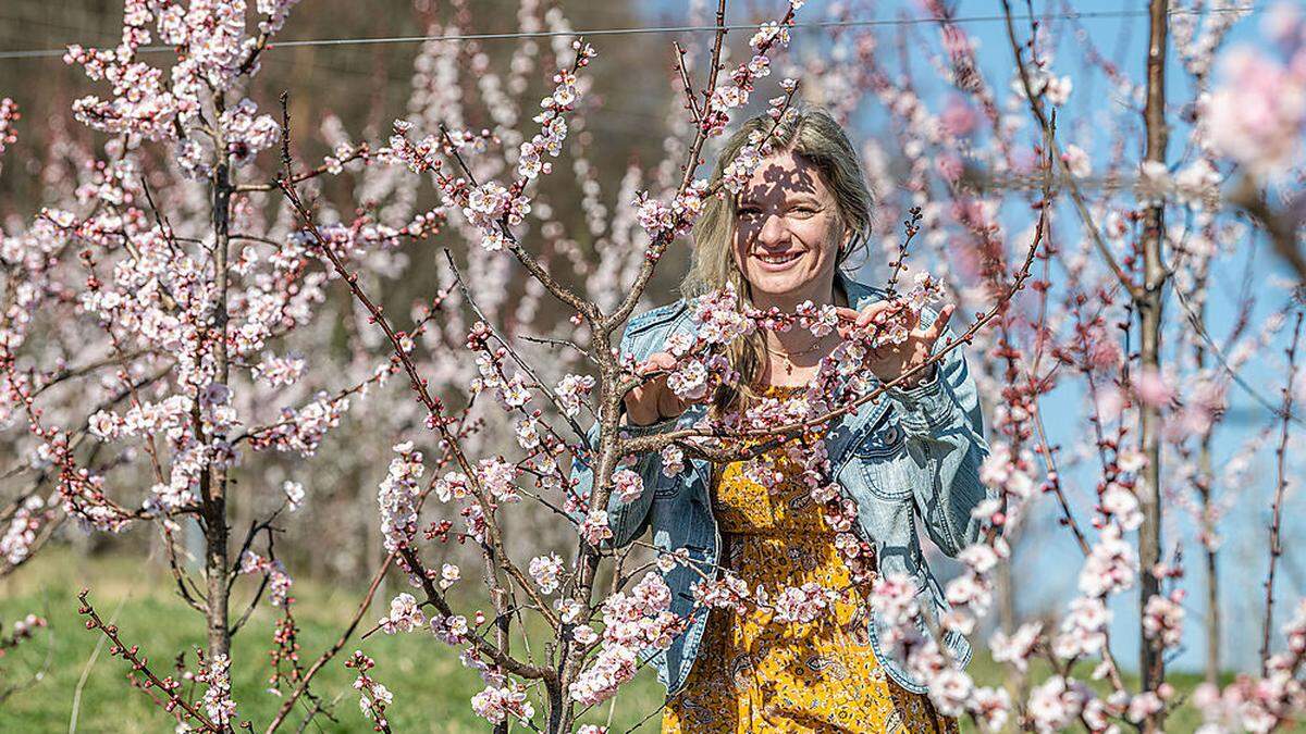 Die Marillenblüte ist wegen der Frostnächte in Gefahr. Osttiroler Obstbauern brauchen aber nicht zittern