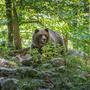 Etwa 1300 Braunbären leben in der Slowakei