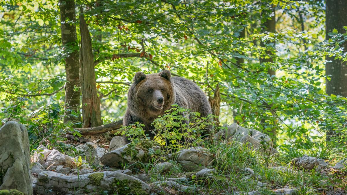 Etwa 1300 Braunbären leben in der Slowakei