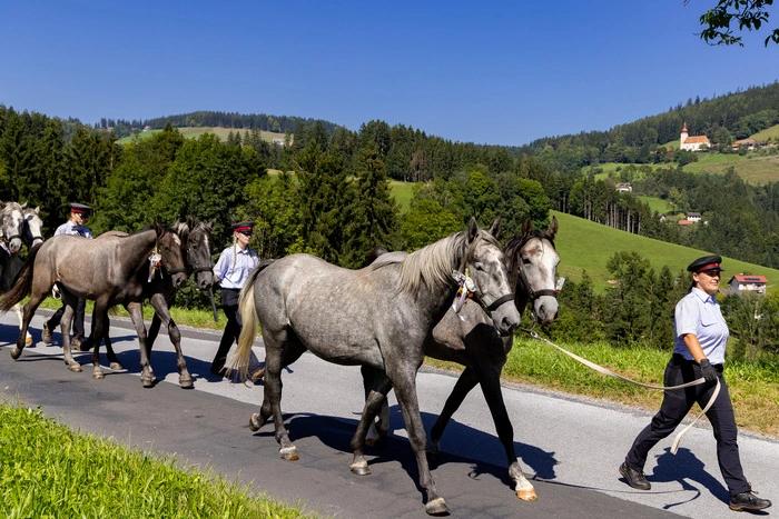 Die Jungen Wilden auf dem Weg zurück ins Winterquartier | Um etwa 14 Uhr werden die Hengste in Köflach erwartet. Bis dahin lockt ein vielfältiges Rahmenprogramm Gäste jeden Alters