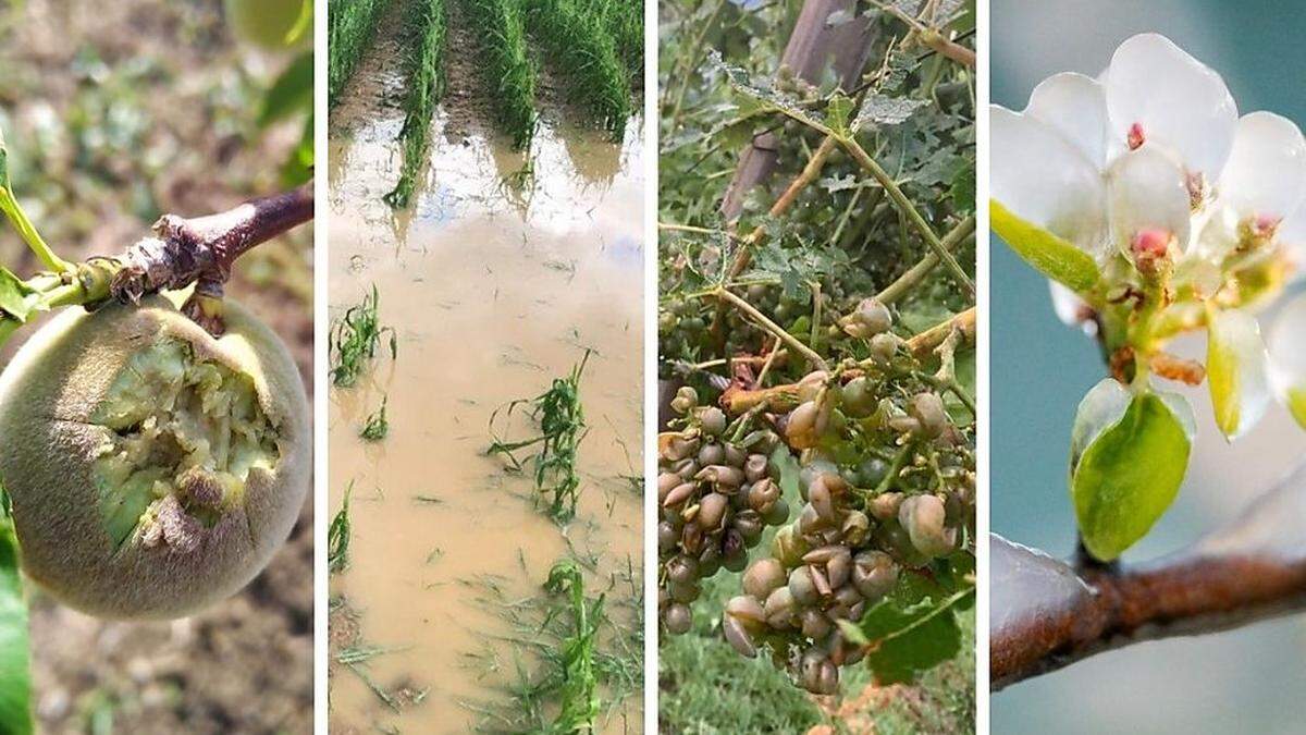 Frost, Überschwemmungen, Trockenheit, Hagel - all das bekamen Bauern heuer stark zu spüren