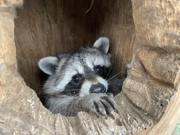 Sechs Waschbären leben im Tierpark