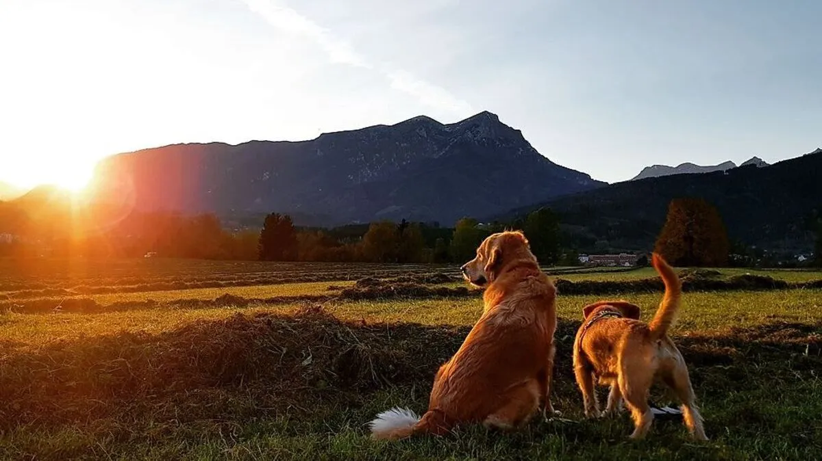 Die neue Hundewiese am Trofaiacher Ortsrand ist schon jetzt gefragt