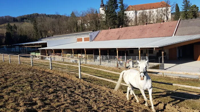 Klicken Sie sich durch die Fotos vom Besuch bei den pensionierten Hengsten der Spanischen Hofreitschule im Lipizzanergestüt in Piber!