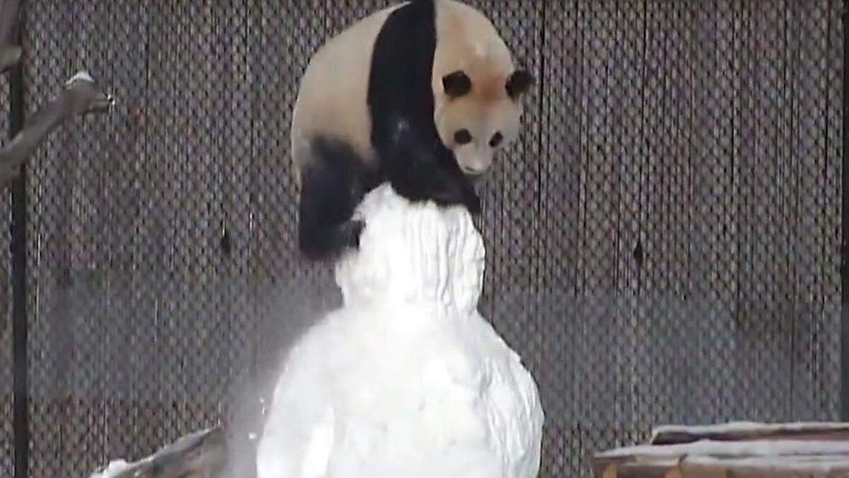 &quot;Da Mao&quot; hat sichtlich Freude mit seinem Weihnachtsgeschenk. 