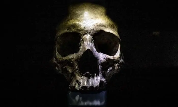 Die Schädel der Grafen von Cilli wurden 1956 aus dem örtlichen Minoritenkloster ins Museum transferiert