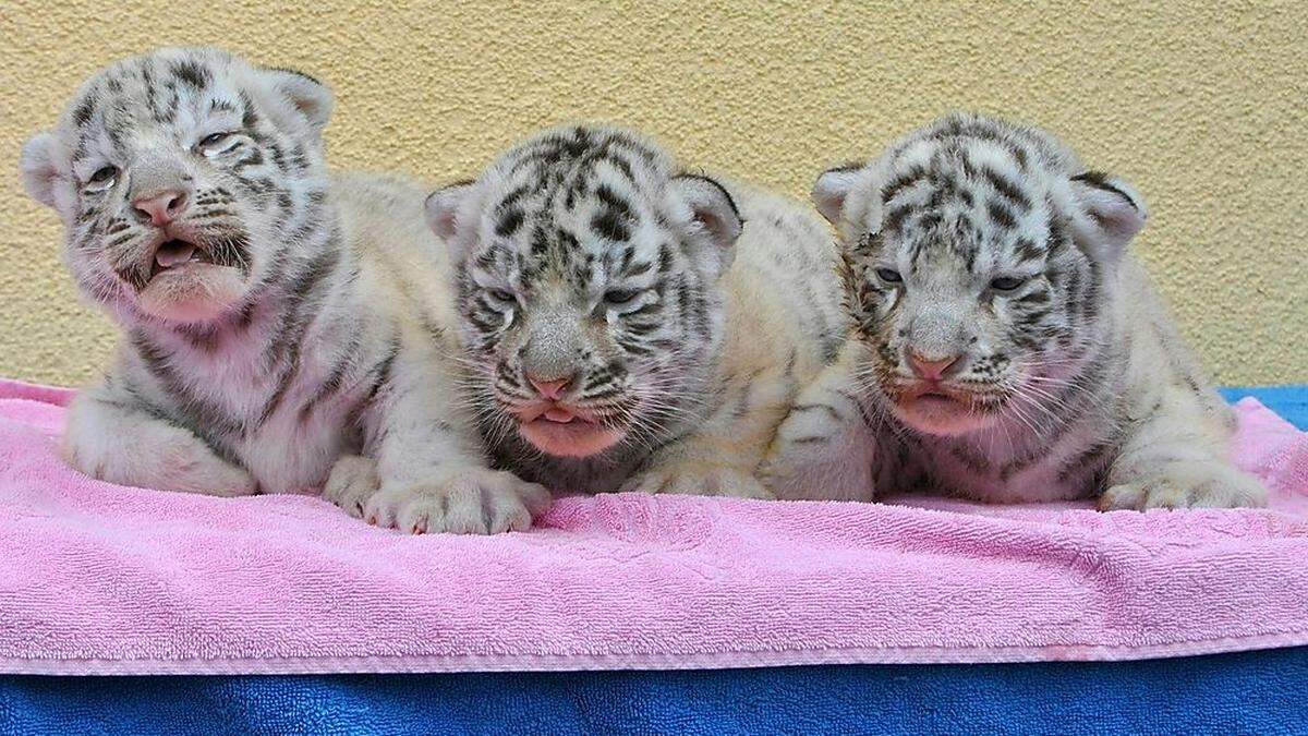 Die Babys mit den Namen Emma, Elsa und Elvira