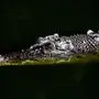 Als der Mann nach der Gartenarbeit ein Bad nehmen wollte, schlug das hungrige Krokodil zu. Salzwasser- oder Leistenkrokodile zählen zu den gefährlichsten
