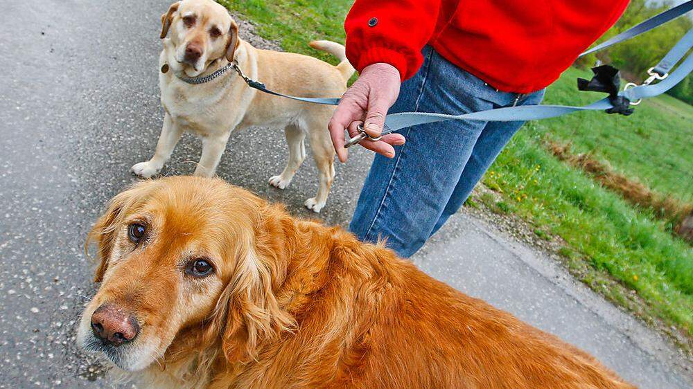 Nicht angeleinte Hunde sorgen oft für Konflikte (Sujetbild)