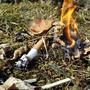 Jegliches Anzünden von Feuer in Wäldern ist aufgrund erhöhter Waldbrandgefahr verboten