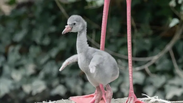 Im Tiergarten Schönbrunn gibt es Nachwuchs bei den Rosa Flamingos