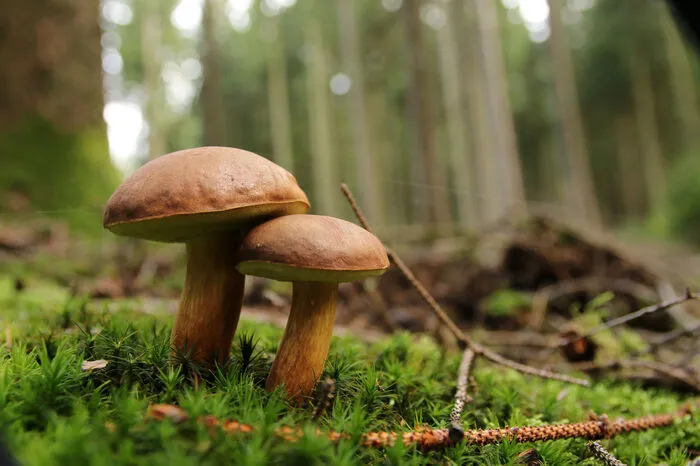 Schaut aus wie ein Steinpilz, ist aber ein Maronenröhrling (oder: Braunkappe) - ein beliebter Speisepilz. Das sicherste Erkennungsmerkmal: Drückt man gegen die Röhren auf der Hutunterseite verfärben sie sich blau.