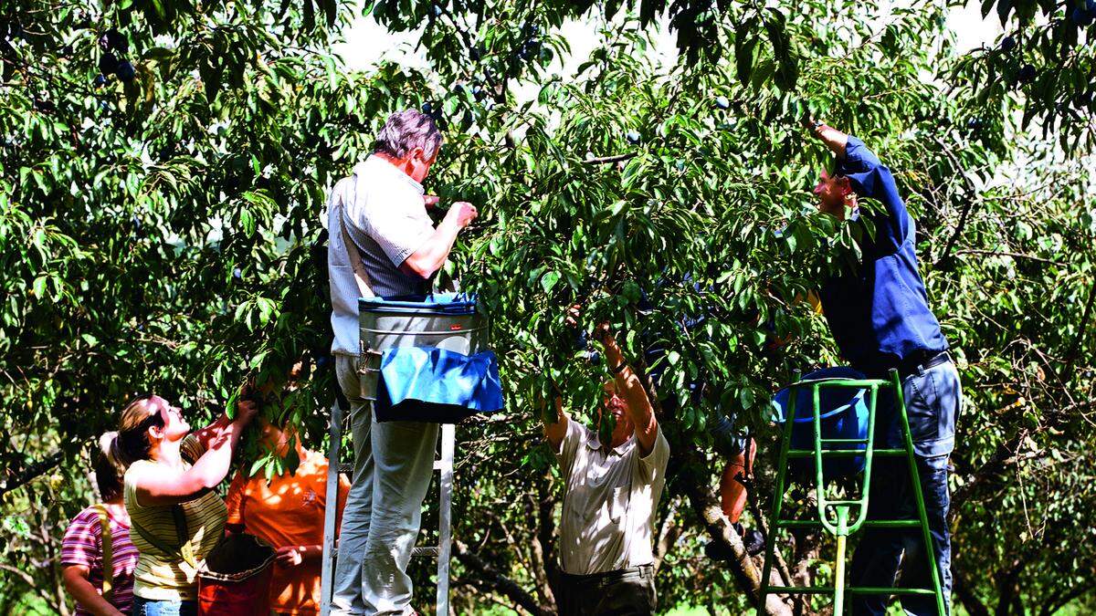 Viel Handarbeit steckt in der Kulturlandschaft der Obstwiesen