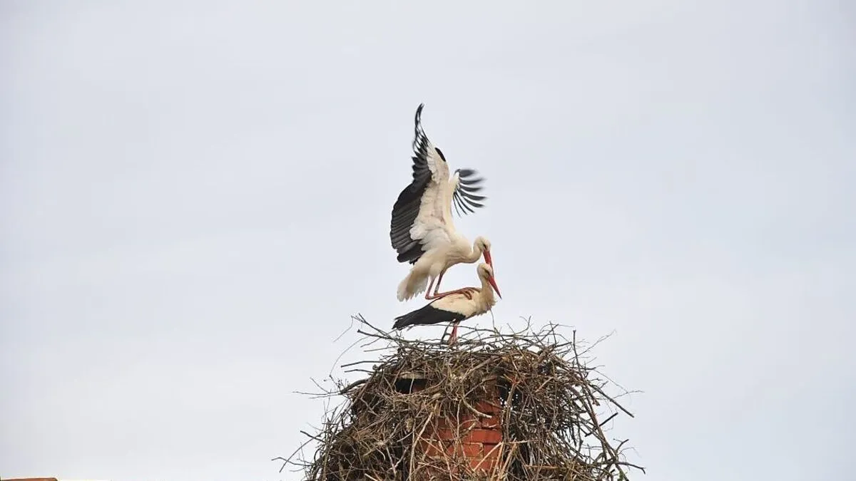 Von der Storchenstation Tillmitsch sind fünf Störche verschwunden