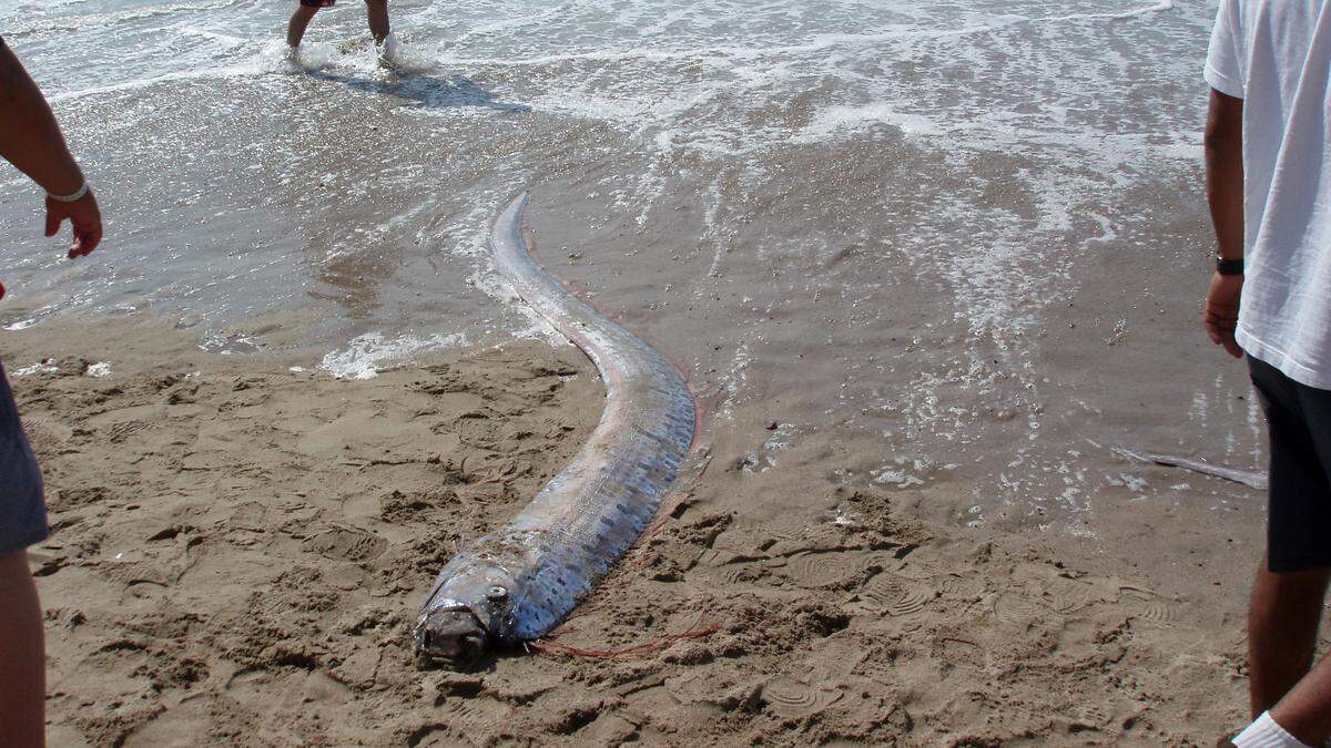 Riemenfische werden auch als „Weltuntergangsfische“ bezeichnet. Ihr Auftauchen wird als Ankündigung kommender Naturkatastrophen wie etwa Erdbeben gedeutet.