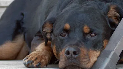 Rottweiler fraßen den Giftköder (Symbolfoto)