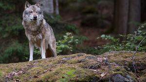 Seit mehreren Monaten ist ein Wolf im Gebiet rund um Admont unterwegs  (Sujetbild)