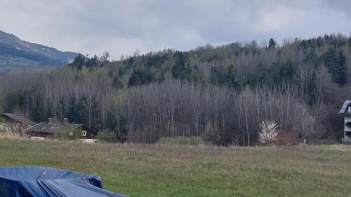 Das betroffene Waldstück steht im Privatbesitz und könnte einem Bauprojekt zum Opfer fallen