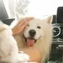 Cute Samoyed dog inside a modern car during a road trip Cute Samoyed dog inside a modern car during a road trip at summer day Copyright: xZoonar.com/blackdayx 18601461