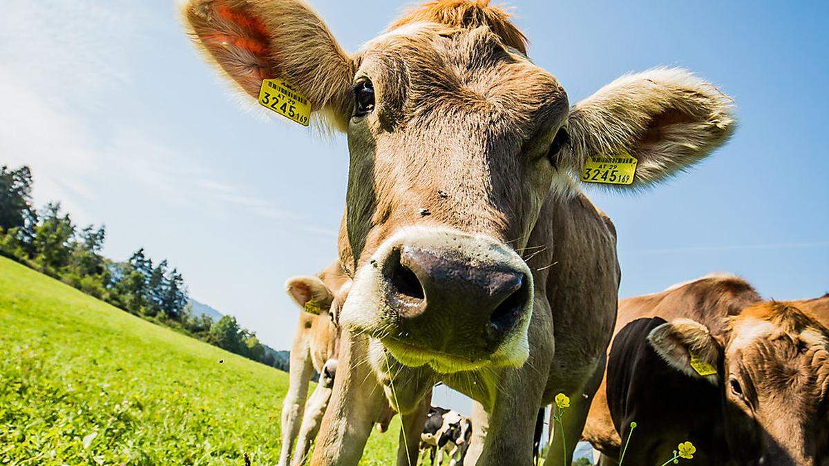 Nur ein Prozent Zitronengras im Futter senkt Methan-Ausstoß um 15 Prozent 