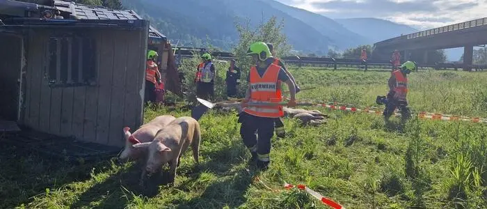 Die Feuerwehr musste die verschreckten Tiere wieder einsammeln